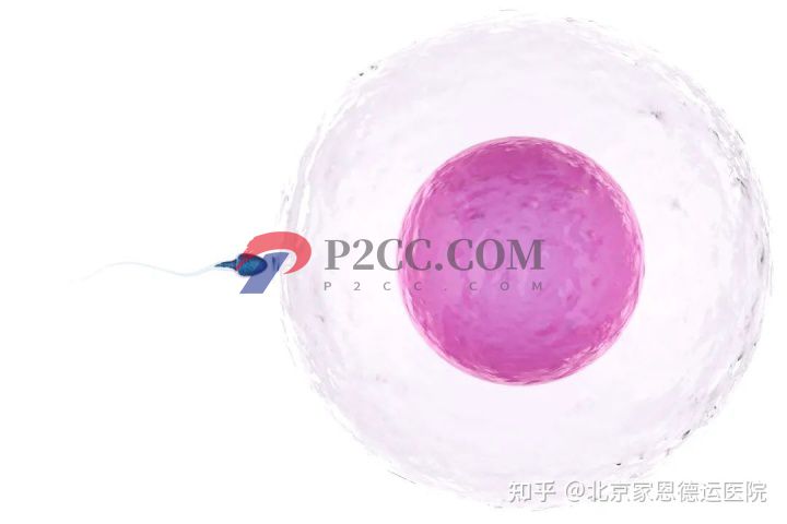 除了試管,這個(gè)高性價(jià)比的助孕技術(shù)你一定得知道(圖1)